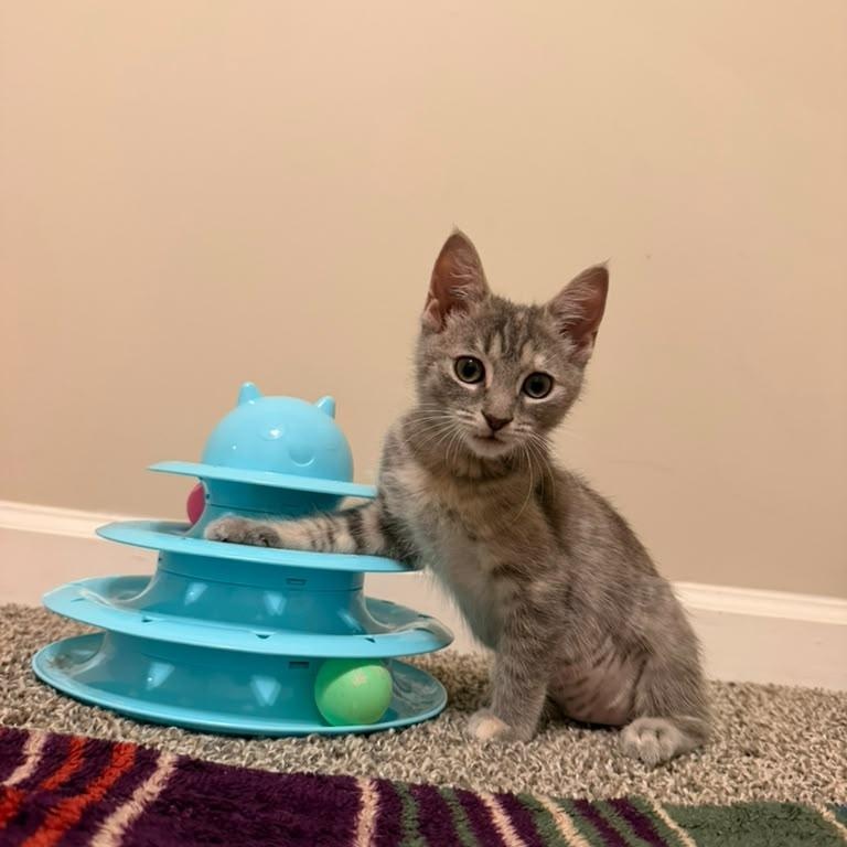 Fruity Pebbles, Adoptable, Kitten Female Domestic Short Hair.