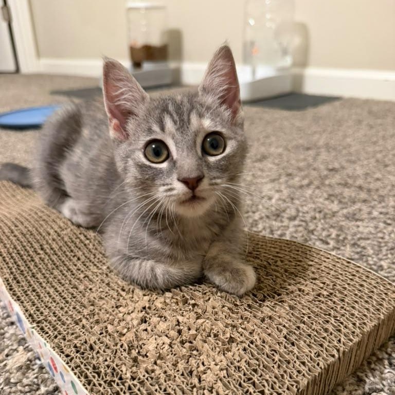 Enlarge Fruity Pebbles, a Adoptable Domestic Short Hair in Acworth, GA image 3/4