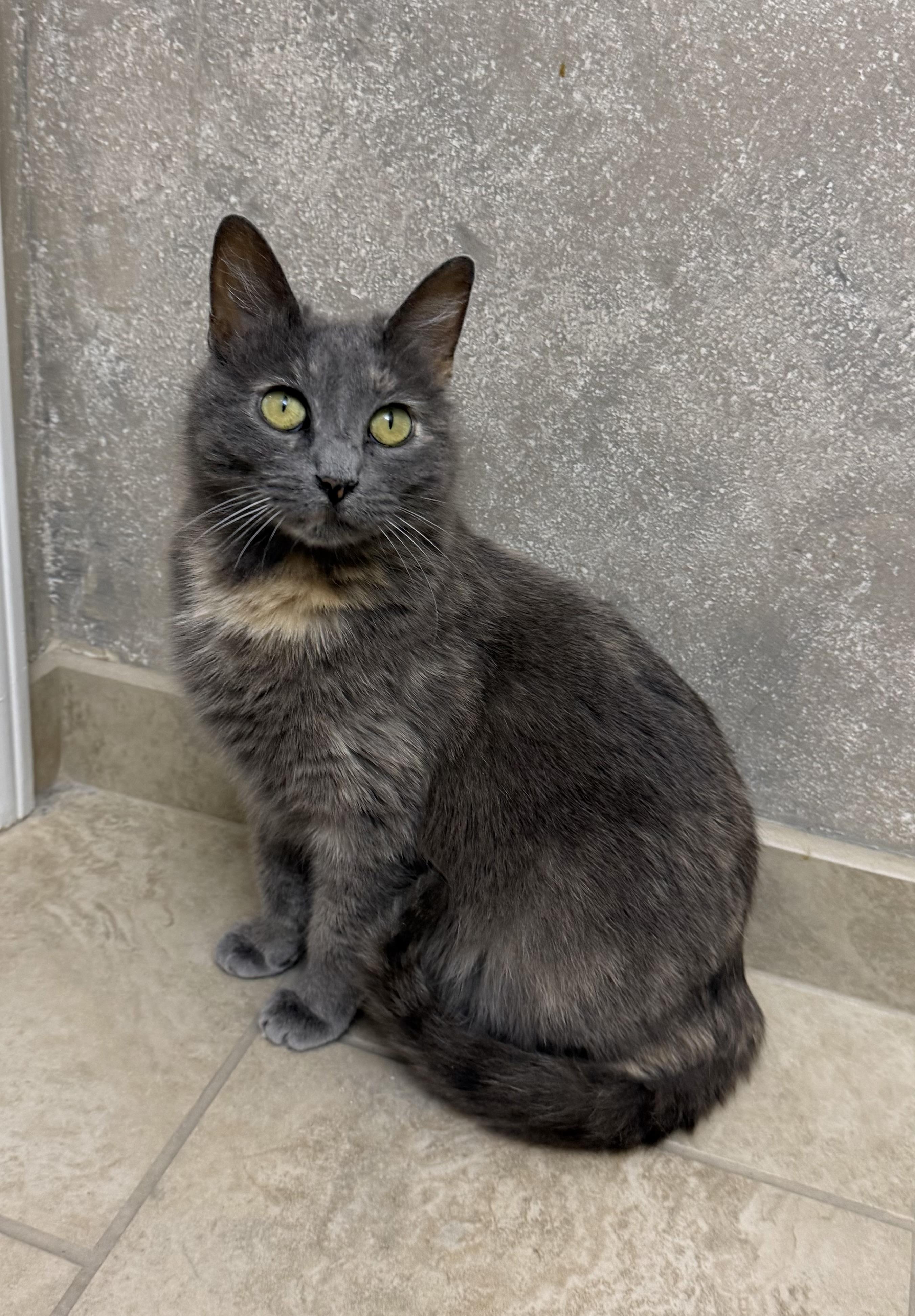 Enlarge Rachel, a Adoptable Domestic Short Hair in Tulsa, OK image 1/1