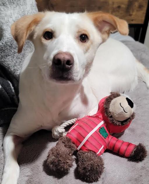Enlarge Cordelia, a Adoptable Labrador Retriever in Brooklyn Center, MN image 1/3