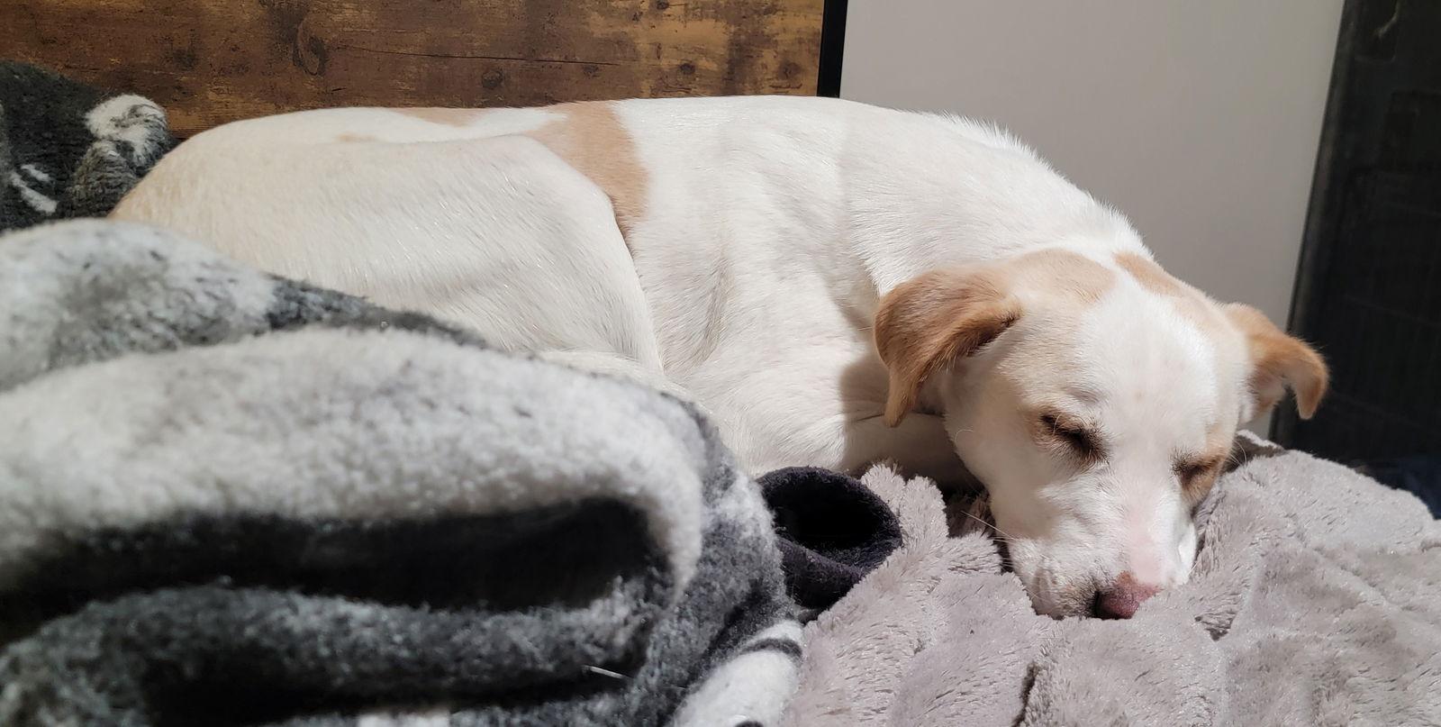 Enlarge Cordelia, a Adoptable Labrador Retriever in Brooklyn Center, MN image 2/3