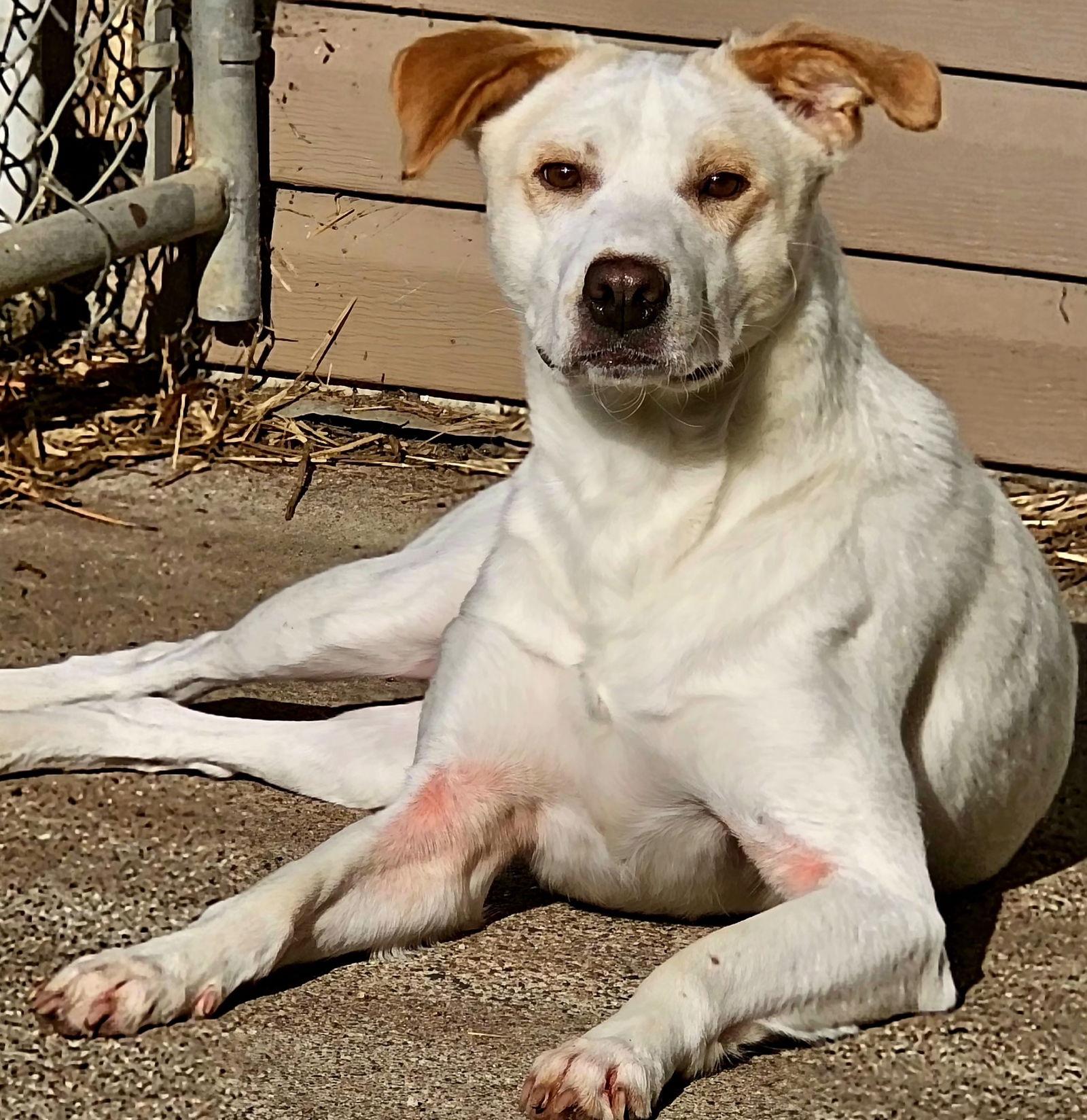 Enlarge Cordelia, a Adoptable Labrador Retriever in Brooklyn Center, MN image 3/3