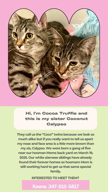 Enlarge Cocoa truffle, a Adoptable Domestic Short Hair in Miami, FL image 3/3