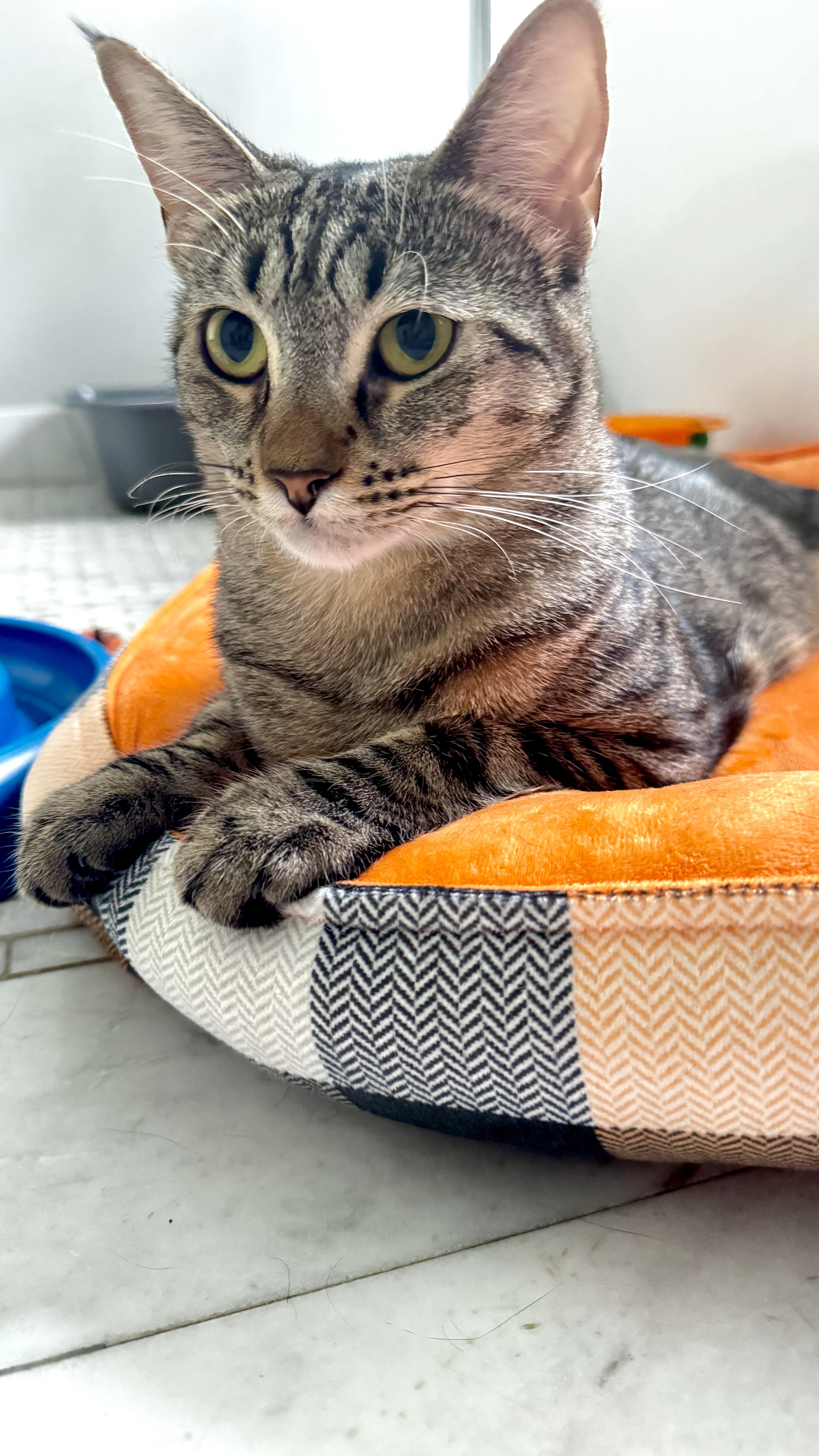 Enlarge Cocoa truffle, a Adoptable Domestic Short Hair in Miami, FL image 1/3