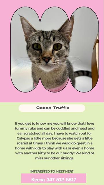 Enlarge Cocoa truffle, a Adoptable Domestic Short Hair in Miami, FL image 2/3