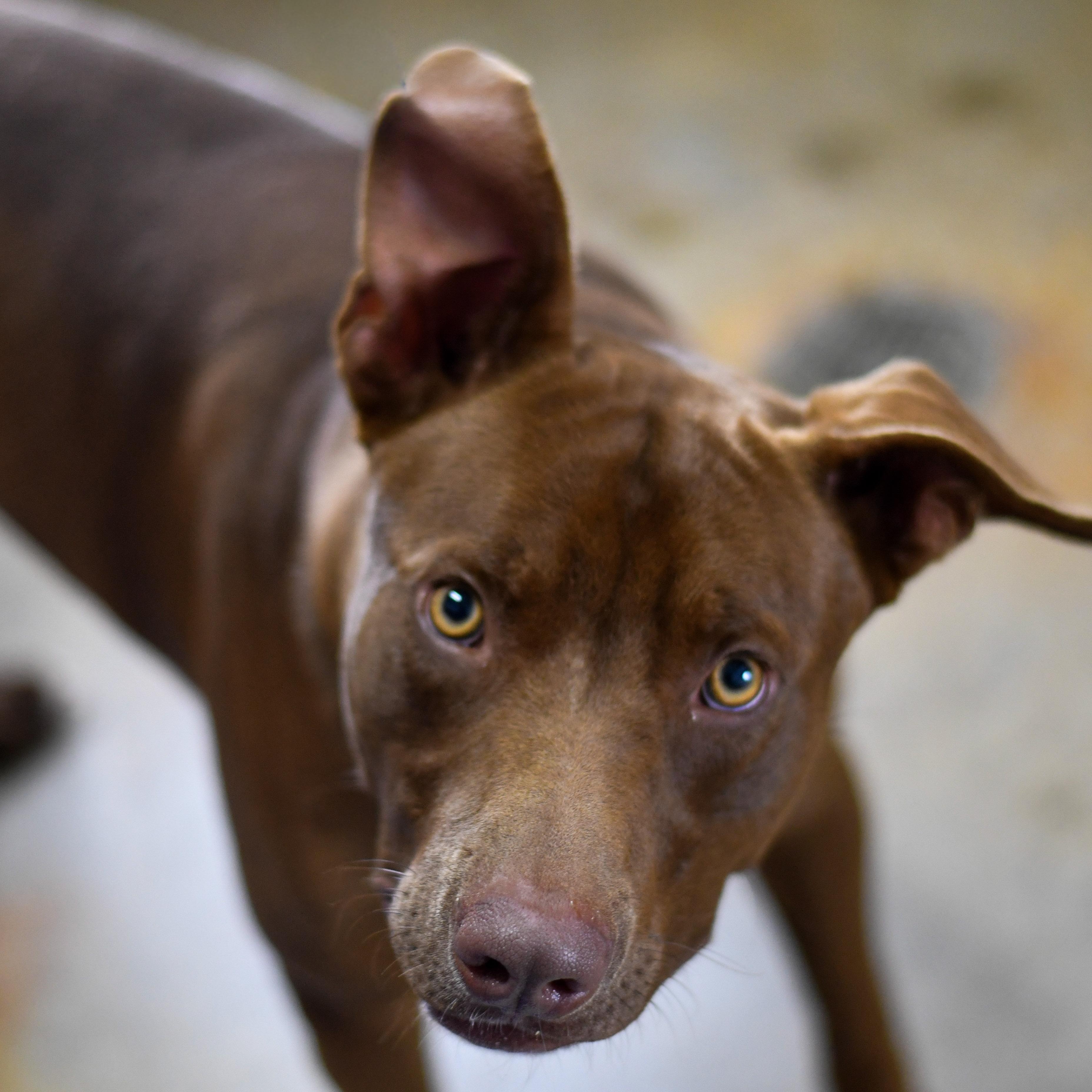 Meatball, a ADOPTABLE Mixed Breed in Defuniak Springs, FL image 1/6