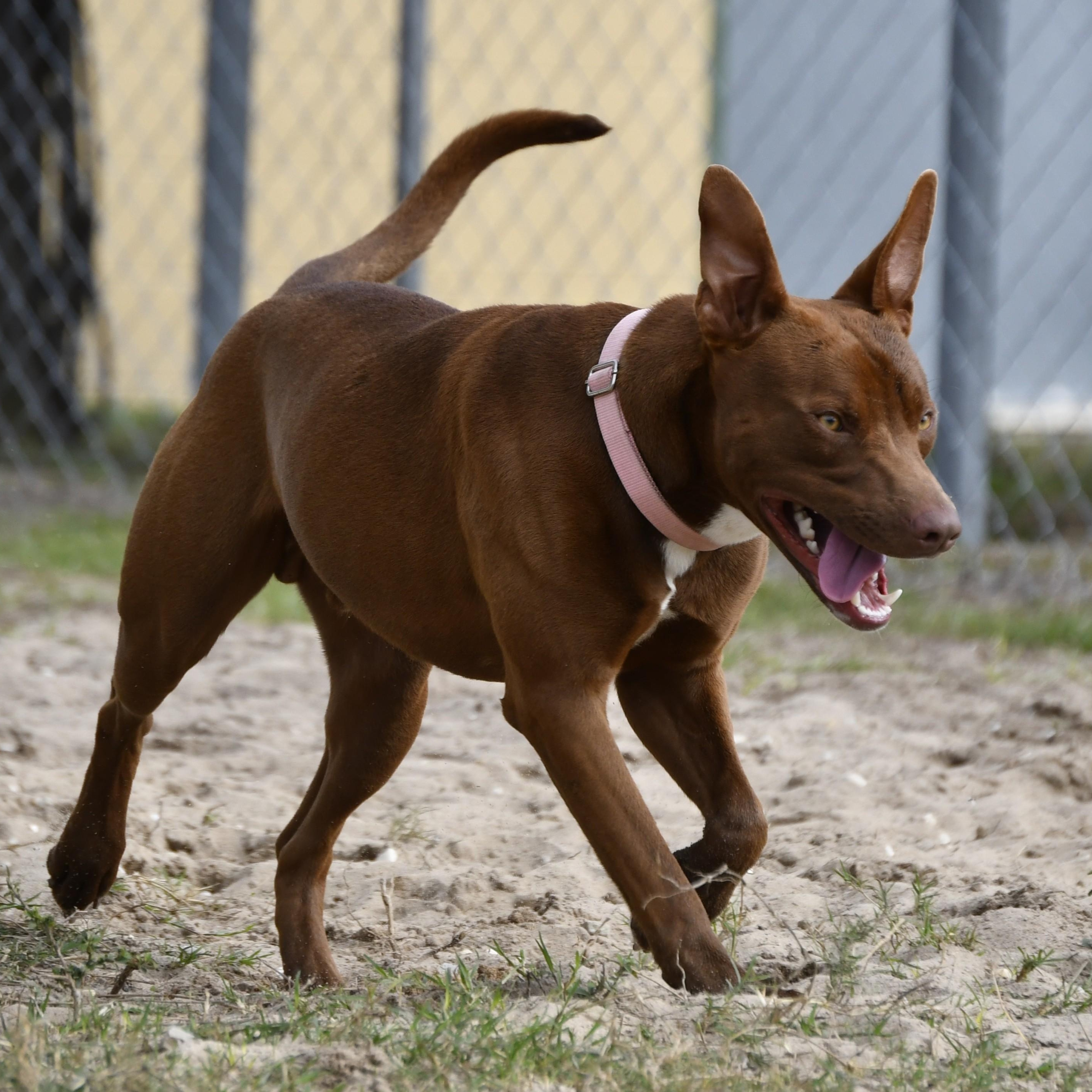 Meatball, a ADOPTABLE Mixed Breed in Defuniak Springs, FL image 3/6