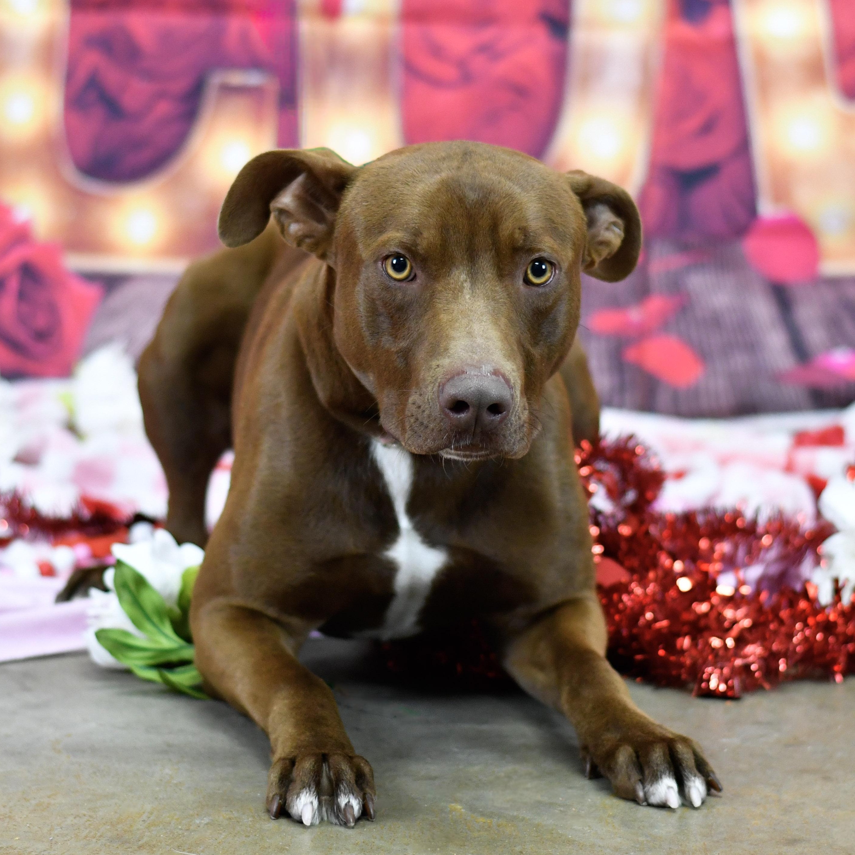 Meatball, a ADOPTABLE Mixed Breed in Defuniak Springs, FL image 2/6