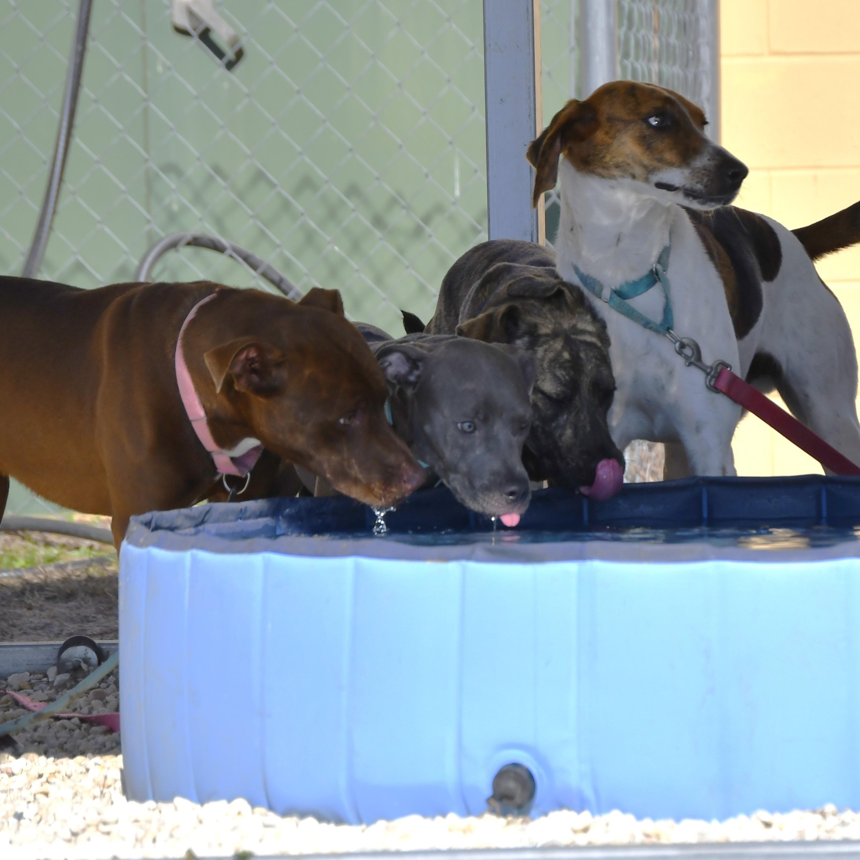 Meatball, a ADOPTABLE Mixed Breed in Defuniak Springs, FL image 5/6