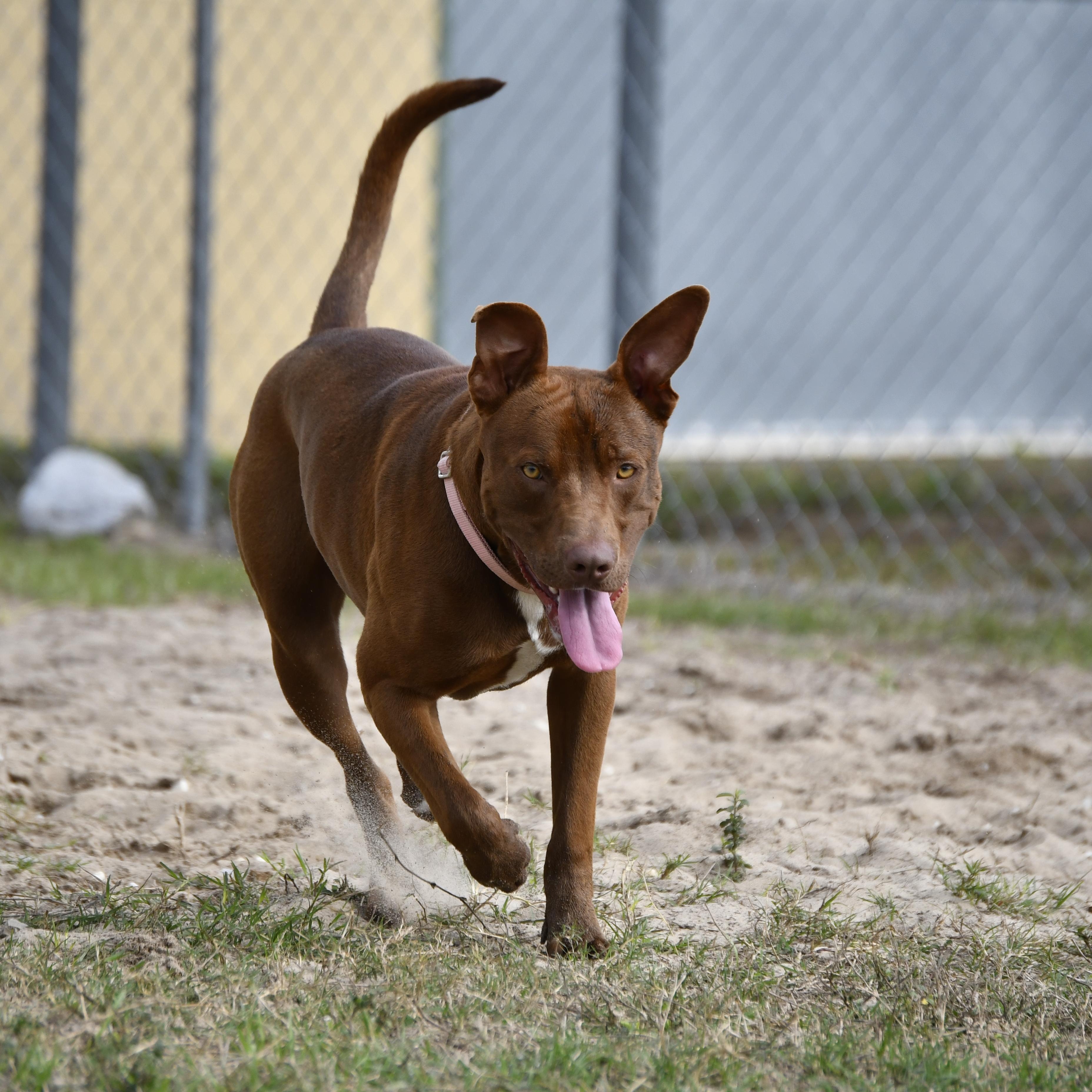 Meatball, a ADOPTABLE Mixed Breed in Defuniak Springs, FL image 4/6
