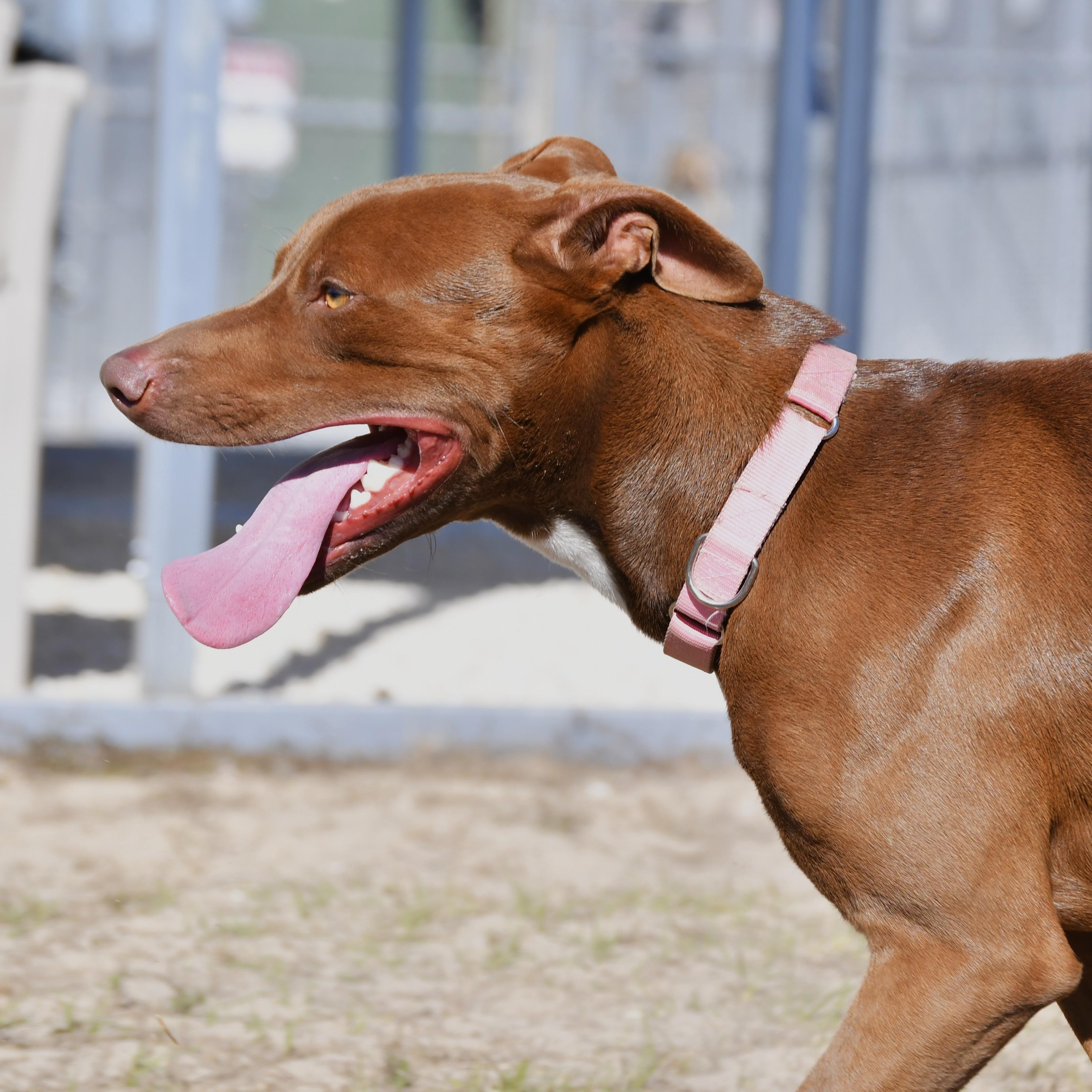 Meatball, a ADOPTABLE Mixed Breed in Defuniak Springs, FL image 6/6