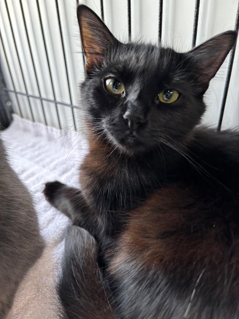 Enlarge Gretta, a Adoptable mixed breed in San Pedro, CA image 1/1