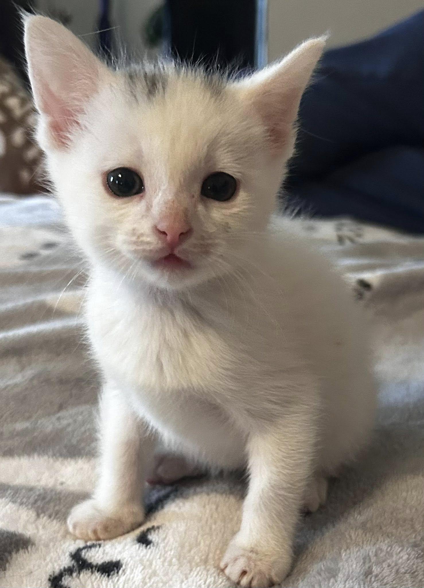 Enlarge Napolean Dynamite, an adopted Domestic Short Hair in Trophy Club, TX image 1/4