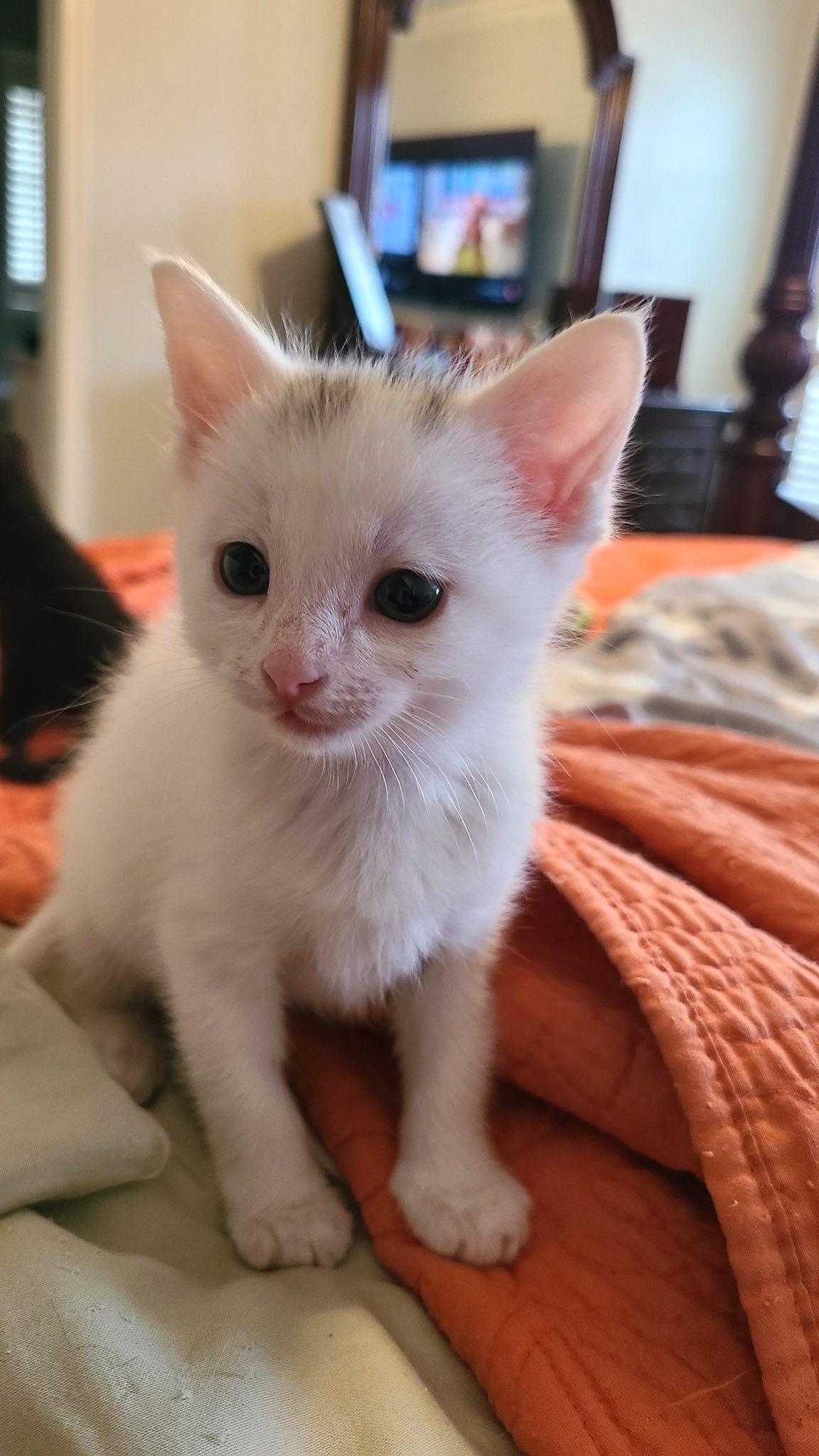 Enlarge Napolean Dynamite, an adopted Domestic Short Hair in Trophy Club, TX image 3/4