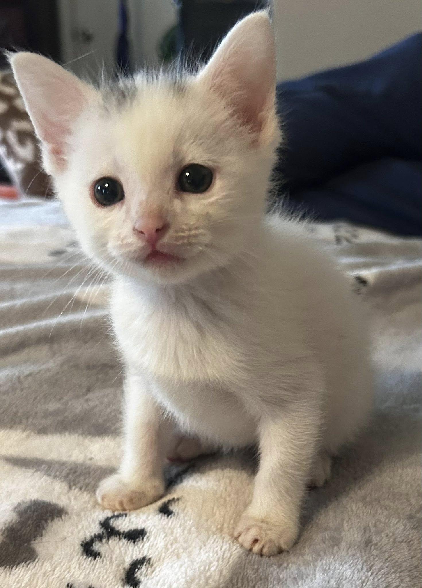 Enlarge Napolean Dynamite, an adopted Domestic Short Hair in Trophy Club, TX image 2/4