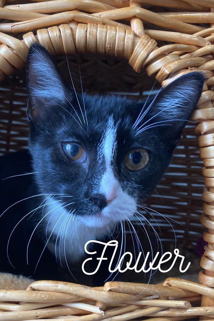 Flower, a Adoptable mixed breed in Pierceton, IN image 1/2