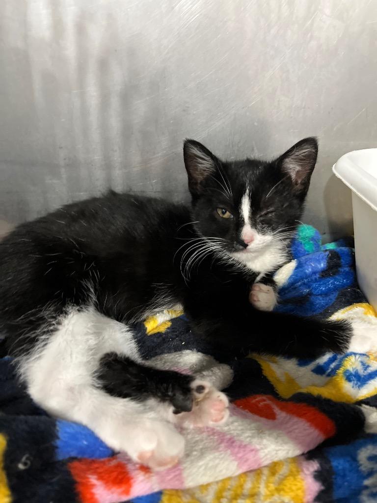 Flower, a Adoptable mixed breed in Pierceton, IN image 2/2