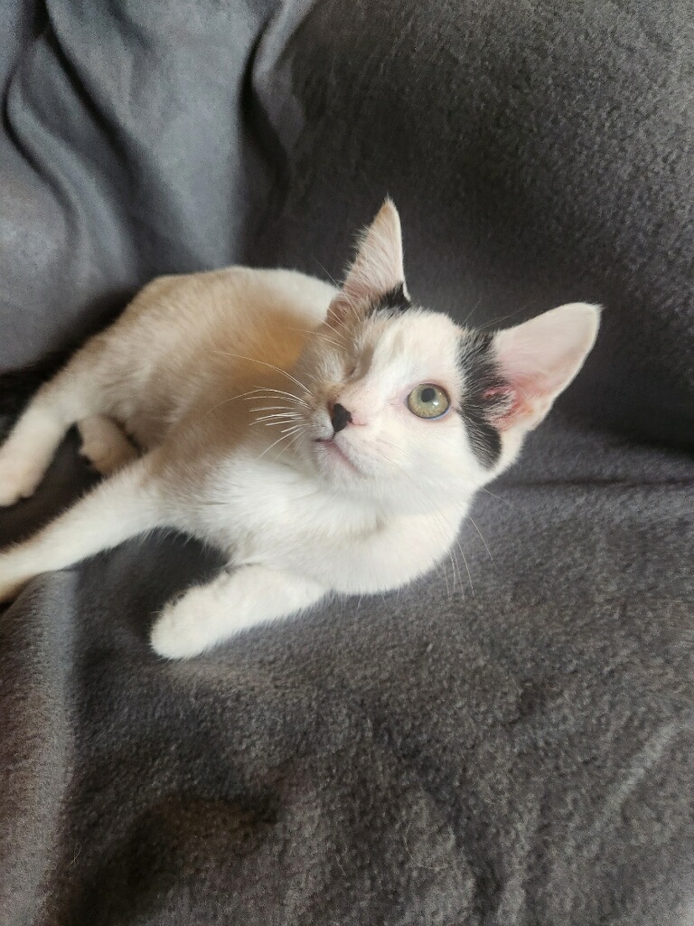 Gojo, an adopted Domestic Short Hair in Henderson, NV_image-1