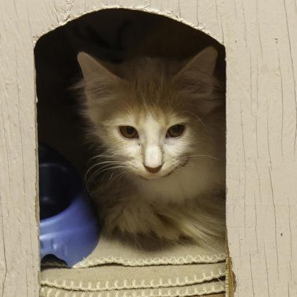 Sugar Cookie, Adoptable, Adult Male Domestic Medium Hair & Domestic Short Hair.