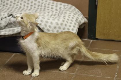 Enlarge Sugar Cookie, a Adoptable mixed breed in Madison, WI image 2/3