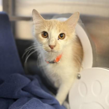 Enlarge Sugar Cookie, a Adoptable mixed breed in Madison, WI image 3/3