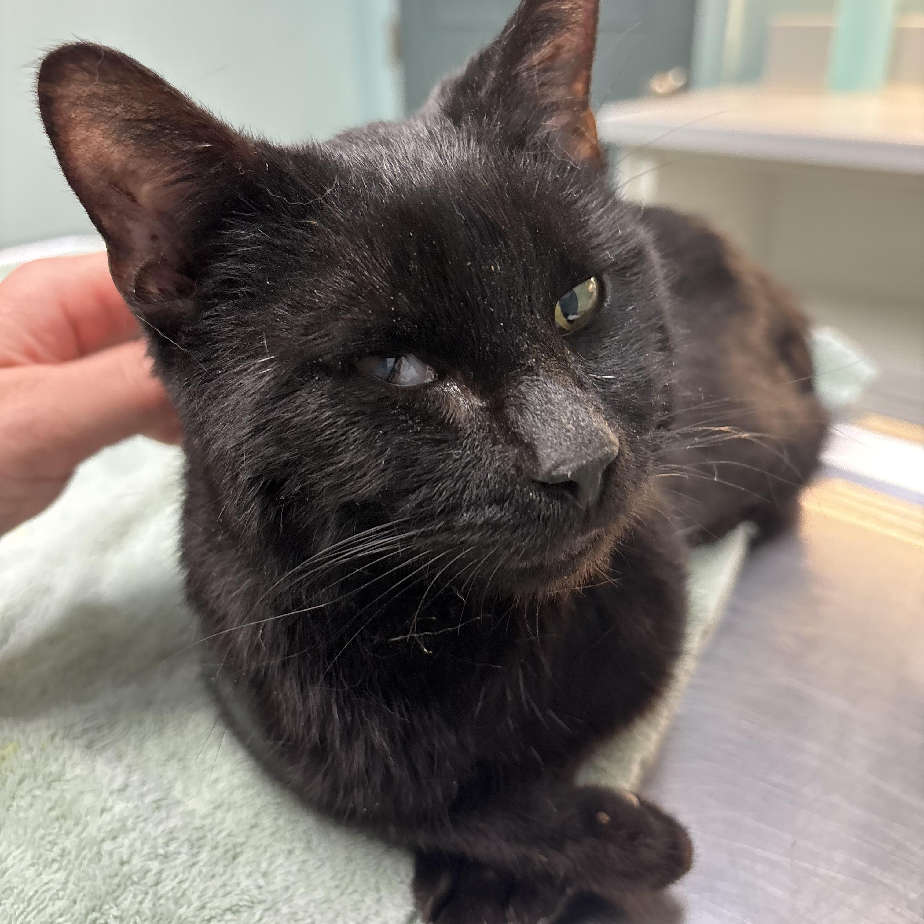 Enlarge Tiny Tim "Teal", an adopted Domestic Short Hair in Groveland, MA image 2/5