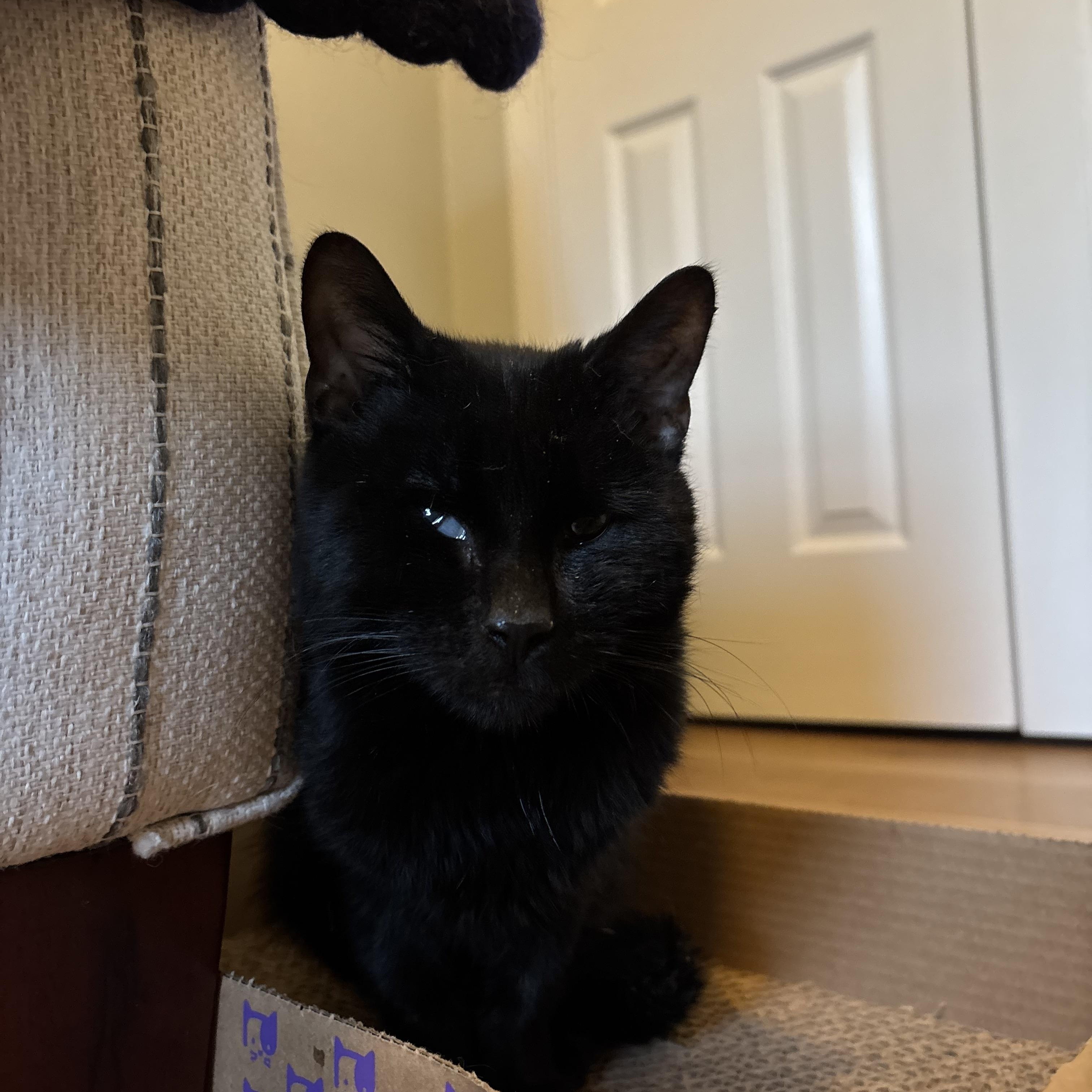Enlarge Tiny Tim "Teal", an adopted Domestic Short Hair in Groveland, MA image 5/5