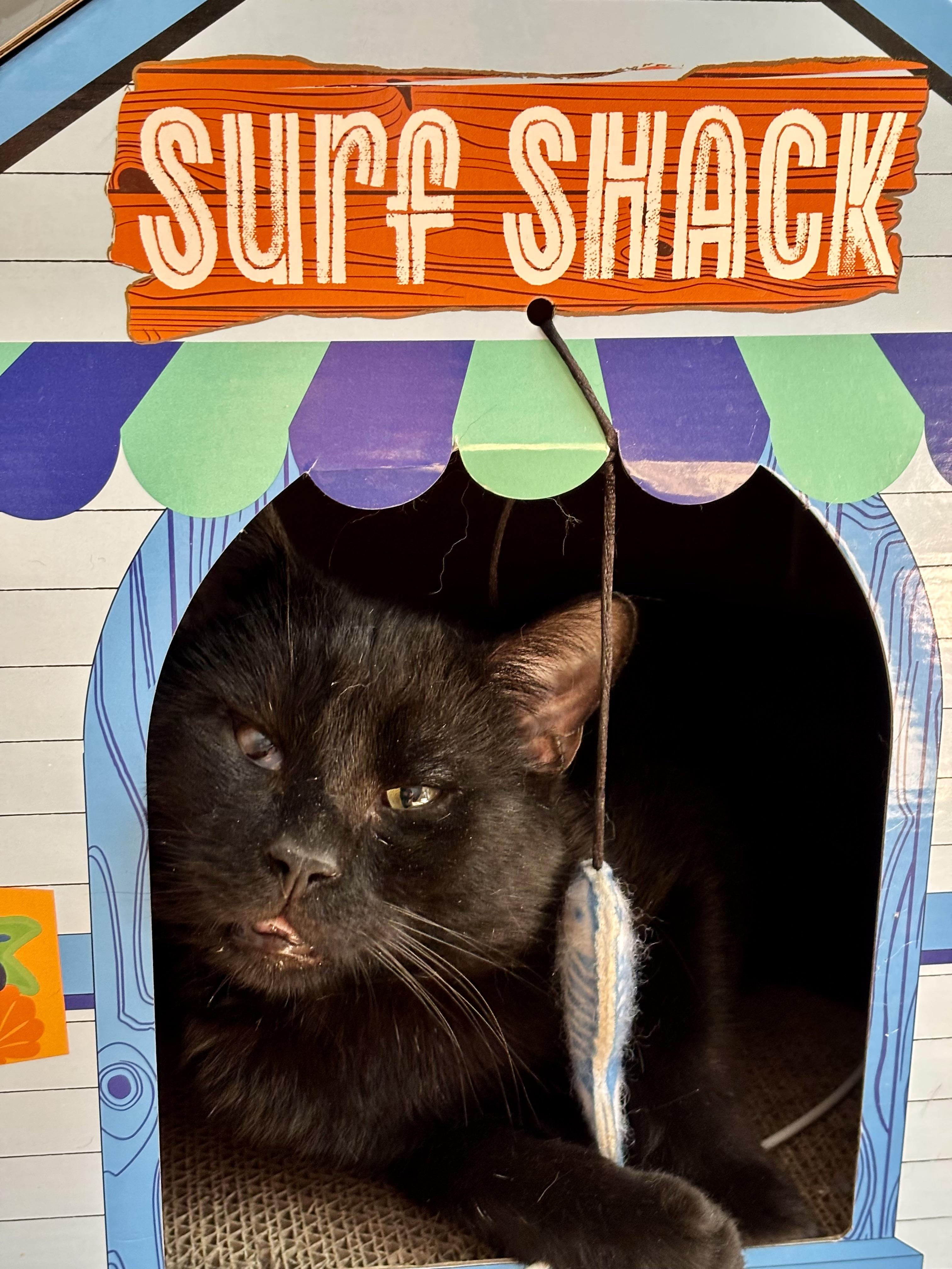 Enlarge Tiny Tim "Teal", an adopted Domestic Short Hair in Groveland, MA image 3/5