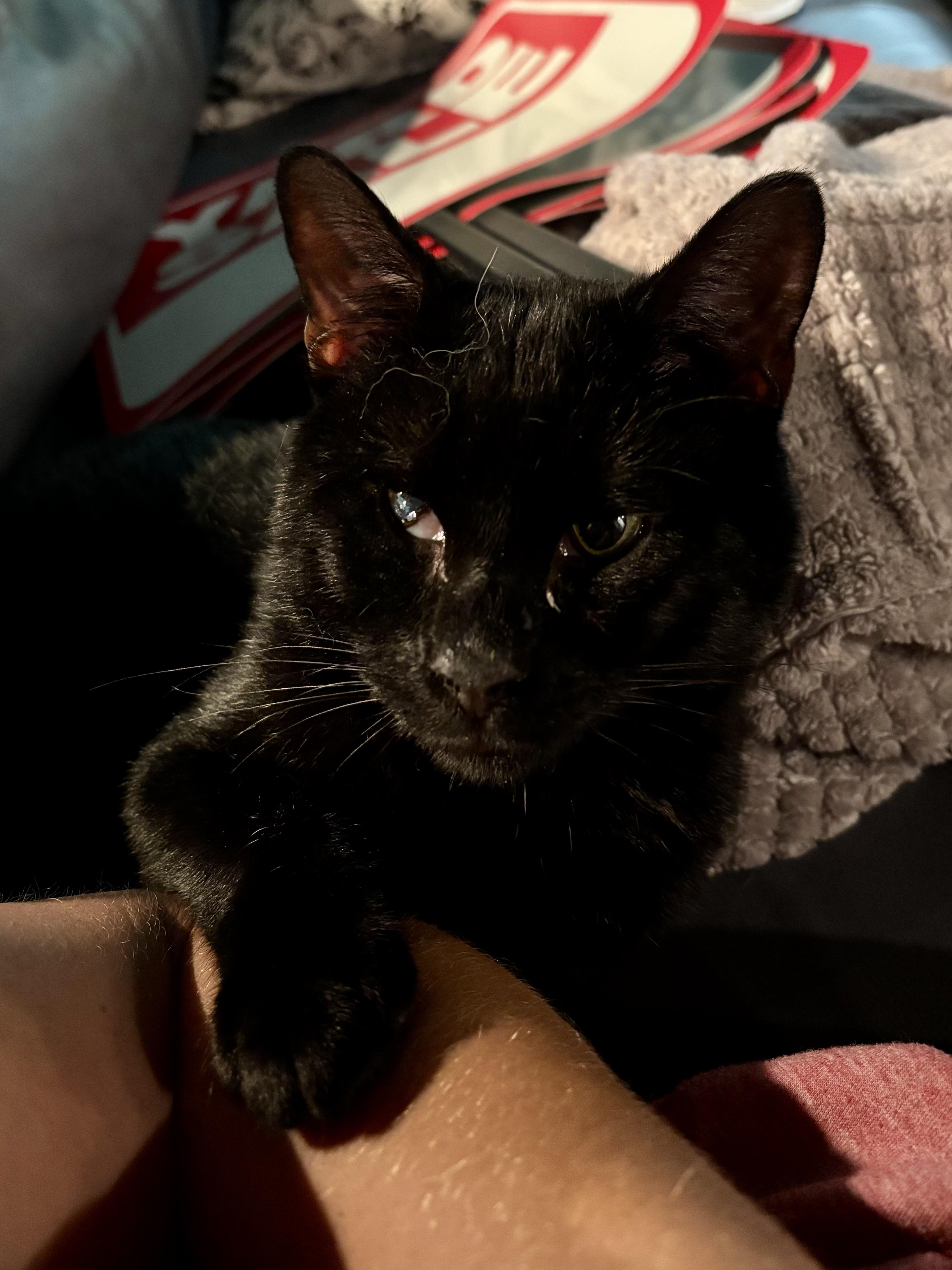 Tiny Tim "Teal", adopted, Young Male Domestic Short Hair.
