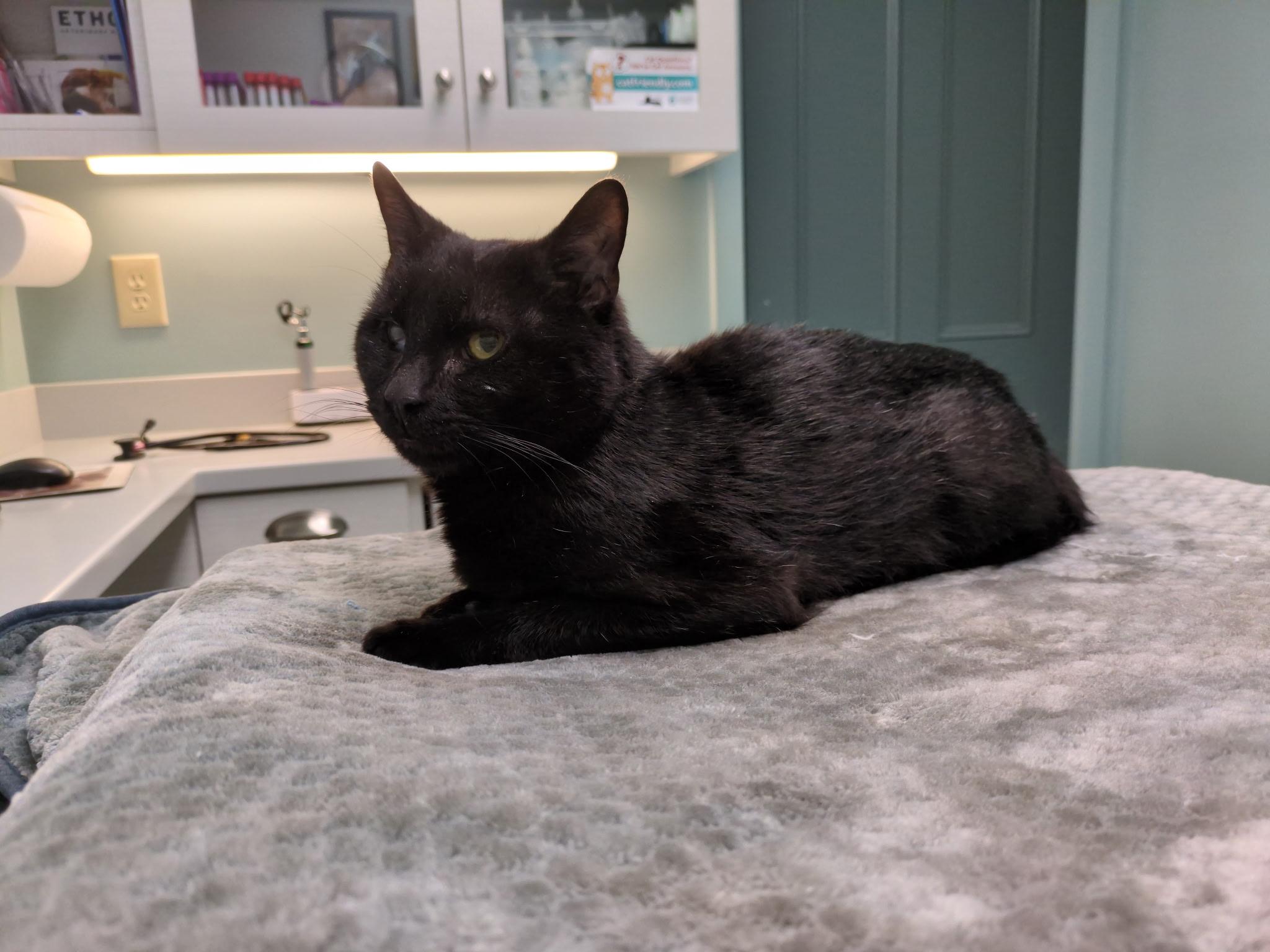 Enlarge Tiny Tim "Teal", an adopted Domestic Short Hair in Groveland, MA image 4/5