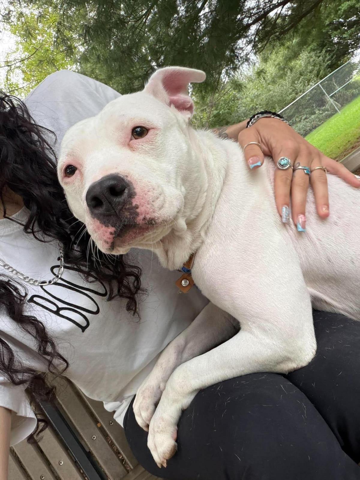 Snow, Adoptable, Adult Female American Staffordshire Terrier.