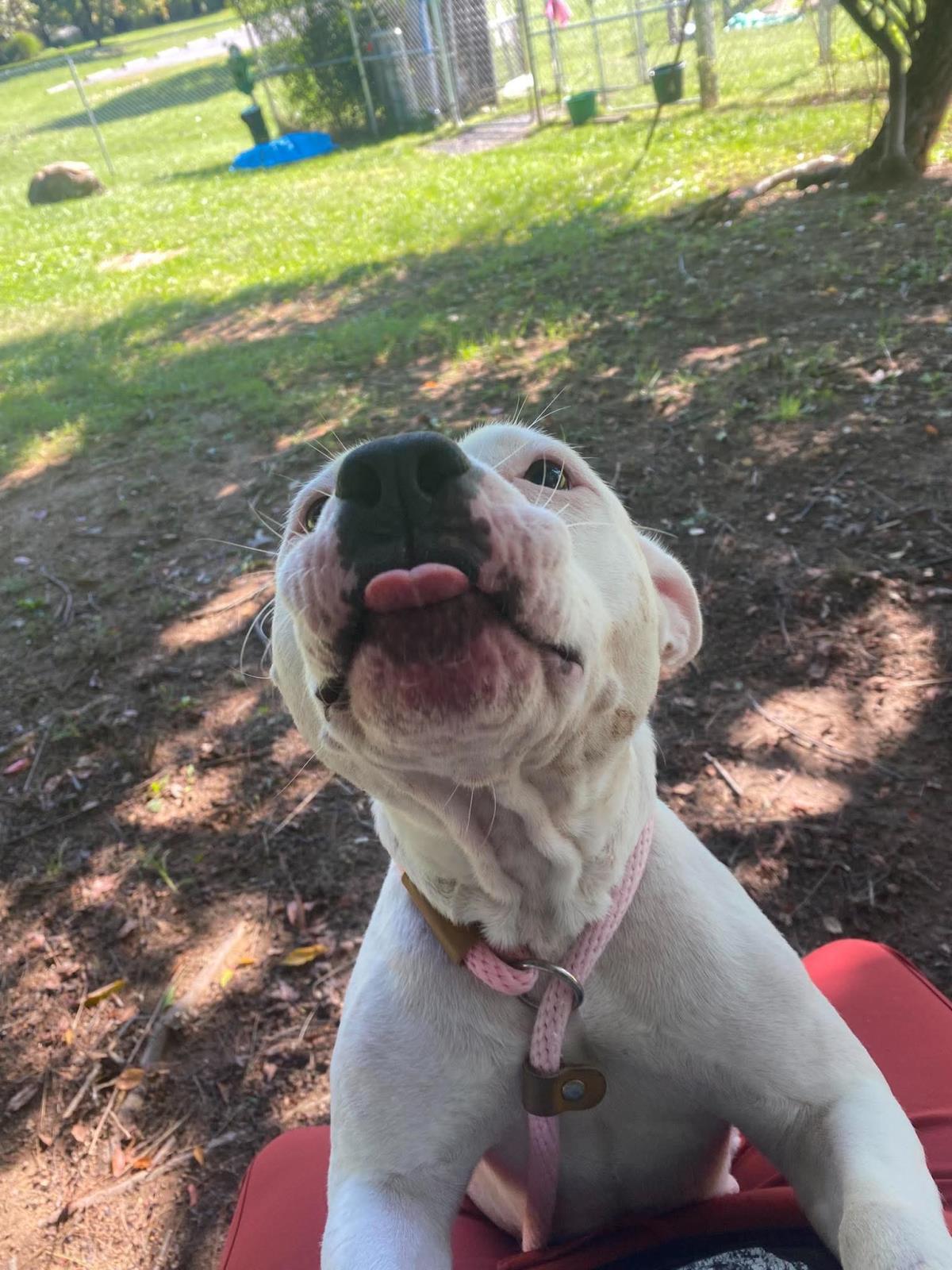 Enlarge Snow, a Adoptable mixed breed in Front Royal, VA image 2/3