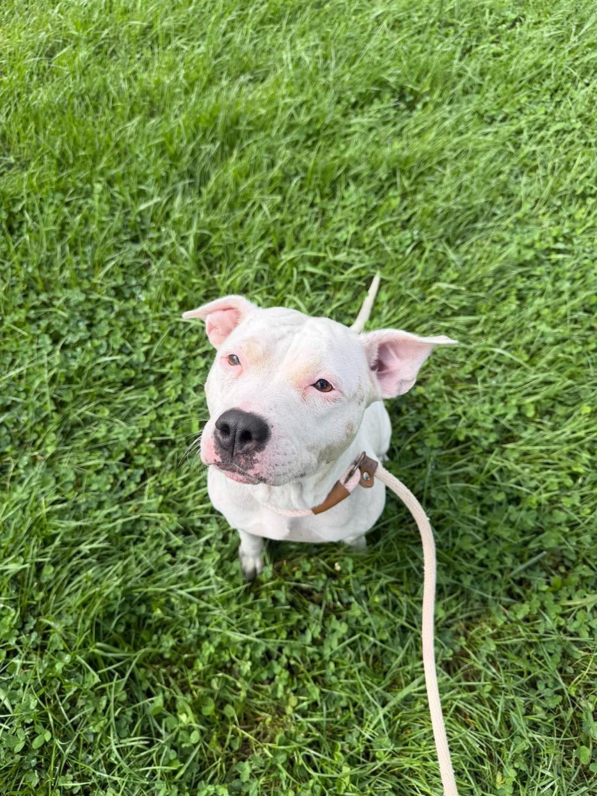 Enlarge Snow, a Adoptable mixed breed in Front Royal, VA image 3/3