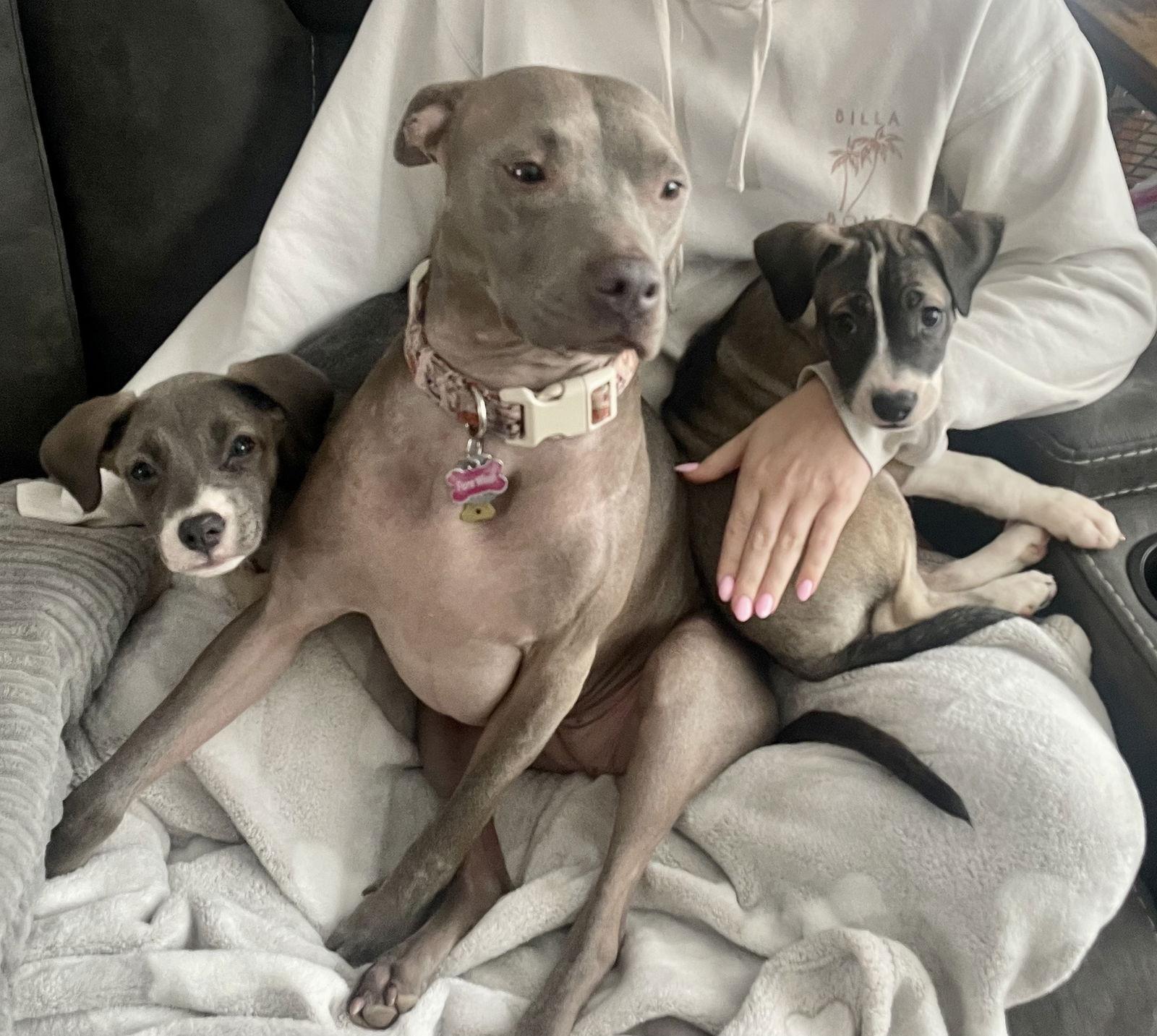 Sugar, Adopted, Puppy Female Labrador Retriever & Pit Bull Terrier.