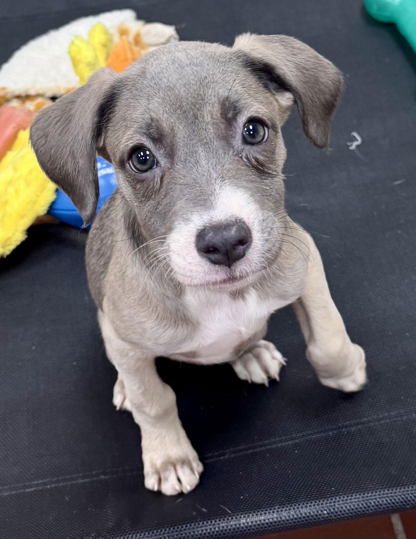 Enlarge Sugar, a Adopted mixed breed in Lake Hopatcong, NJ image 3/3