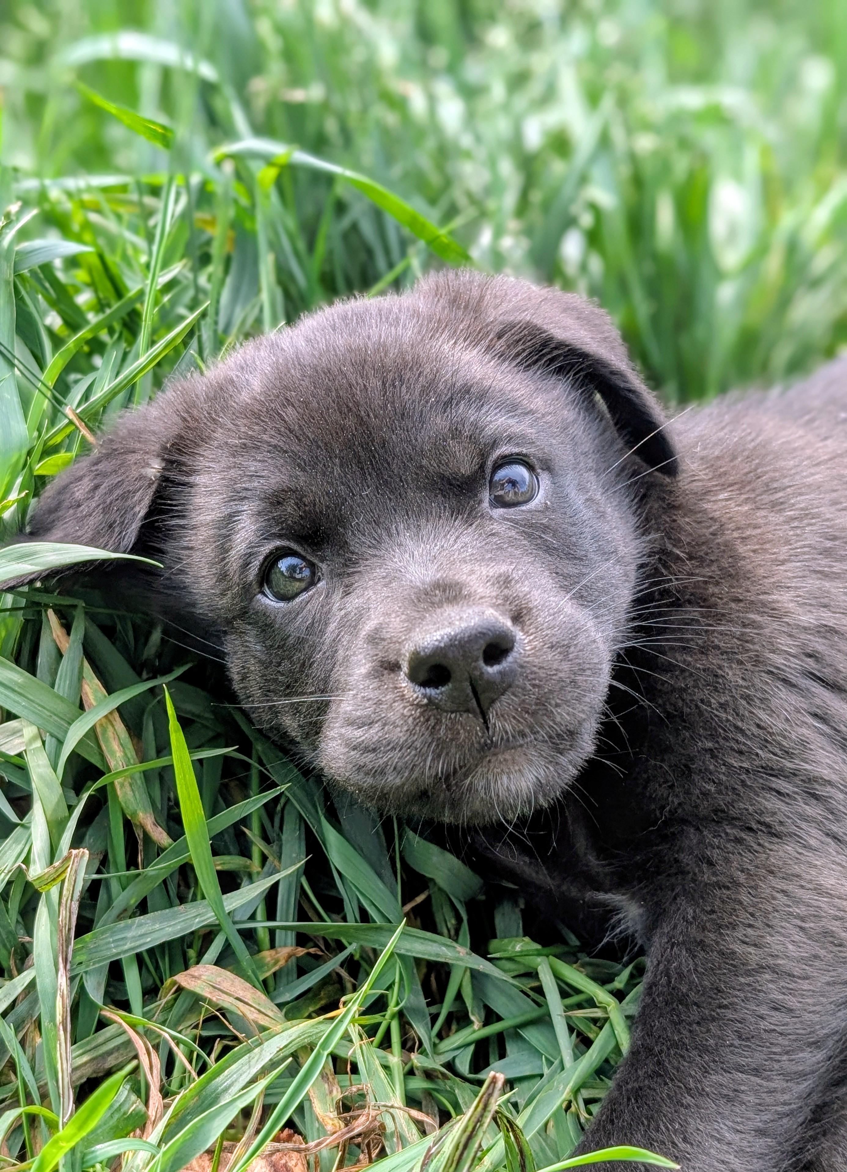 Memphis, a ADOPTABLE mixed breed in Minneapolis, MN image 1/6