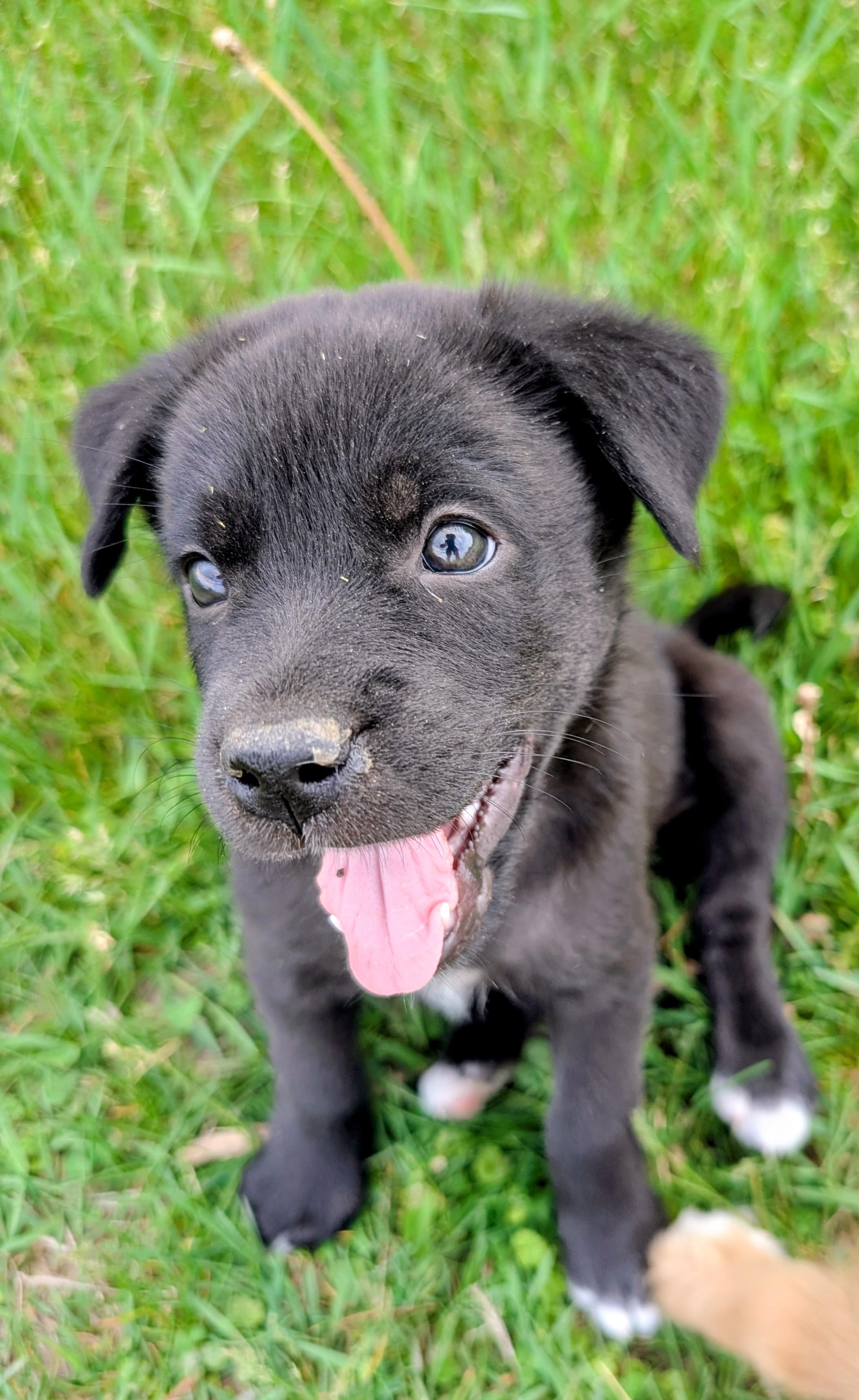 Memphis, ADOPTABLE, Puppy Male Retriever & Australian Shepherd.