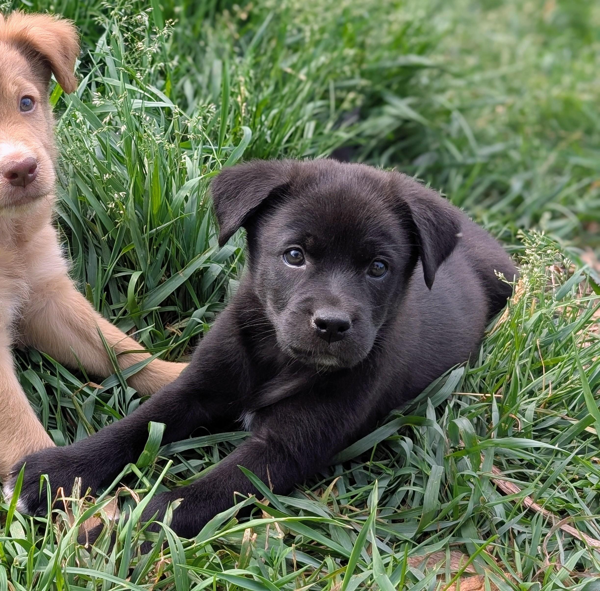 Memphis, a ADOPTABLE mixed breed in Minneapolis, MN image 3/6