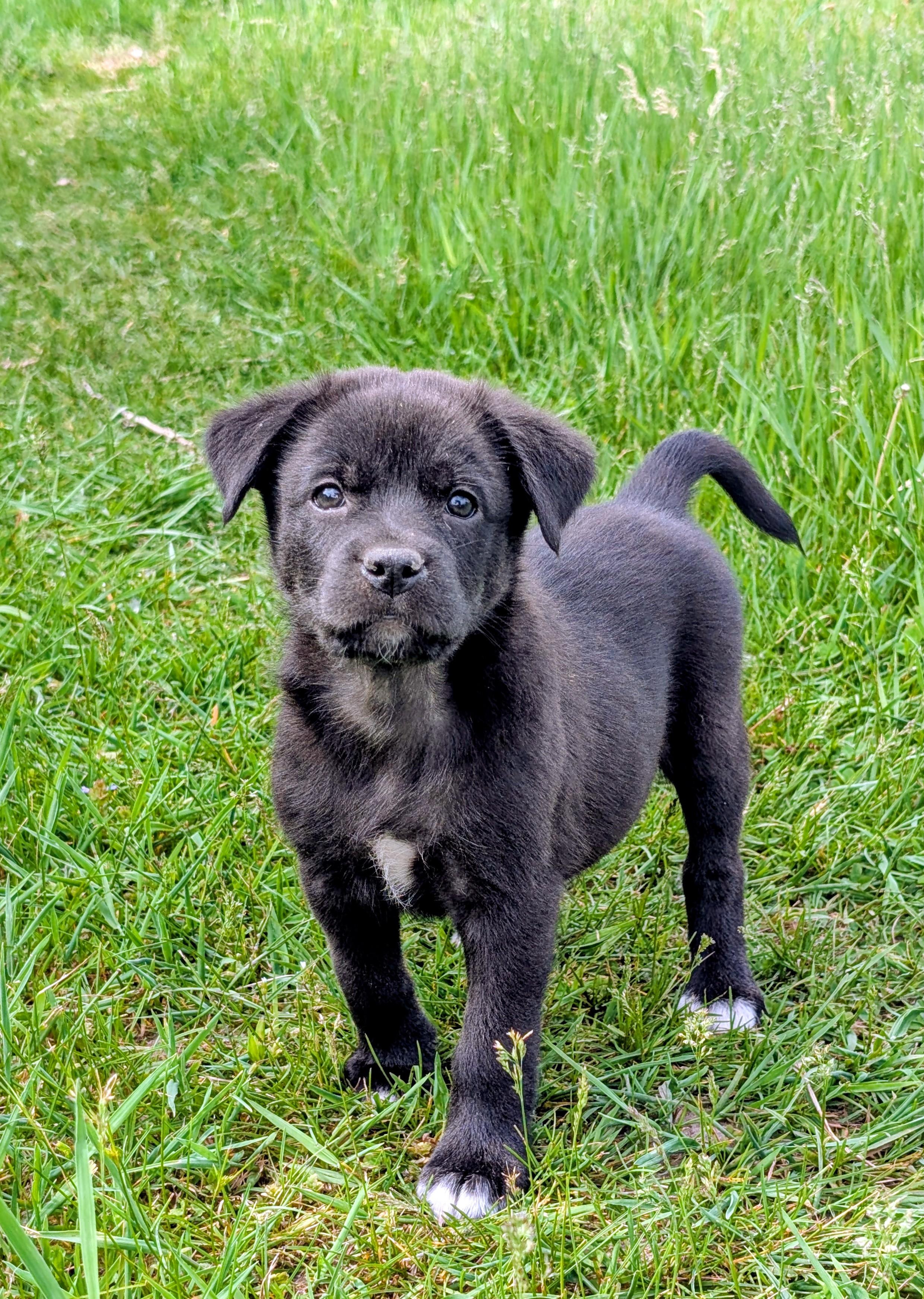 Memphis, a ADOPTABLE mixed breed in Minneapolis, MN image 6/6