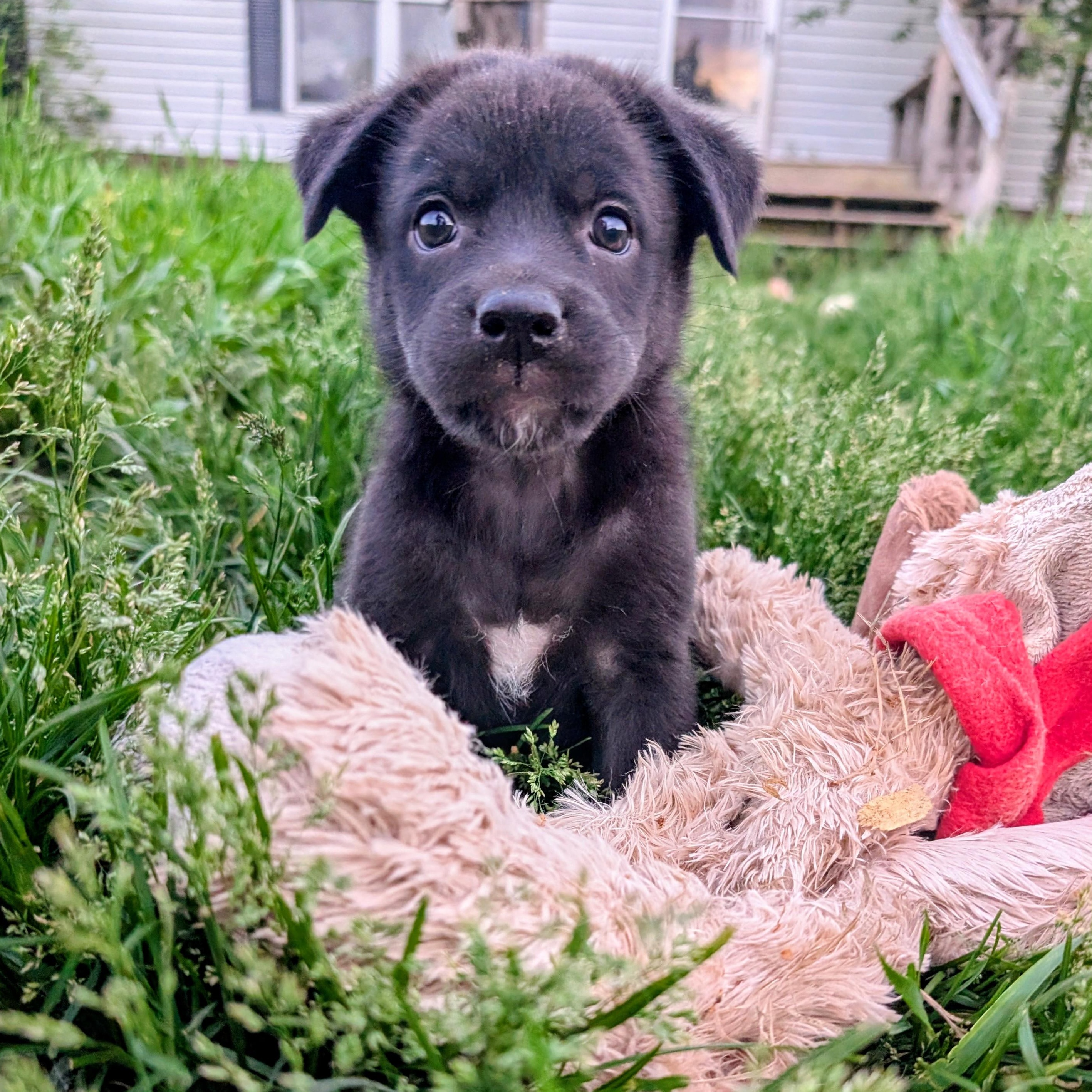 Memphis, a ADOPTABLE mixed breed in Minneapolis, MN image 5/6