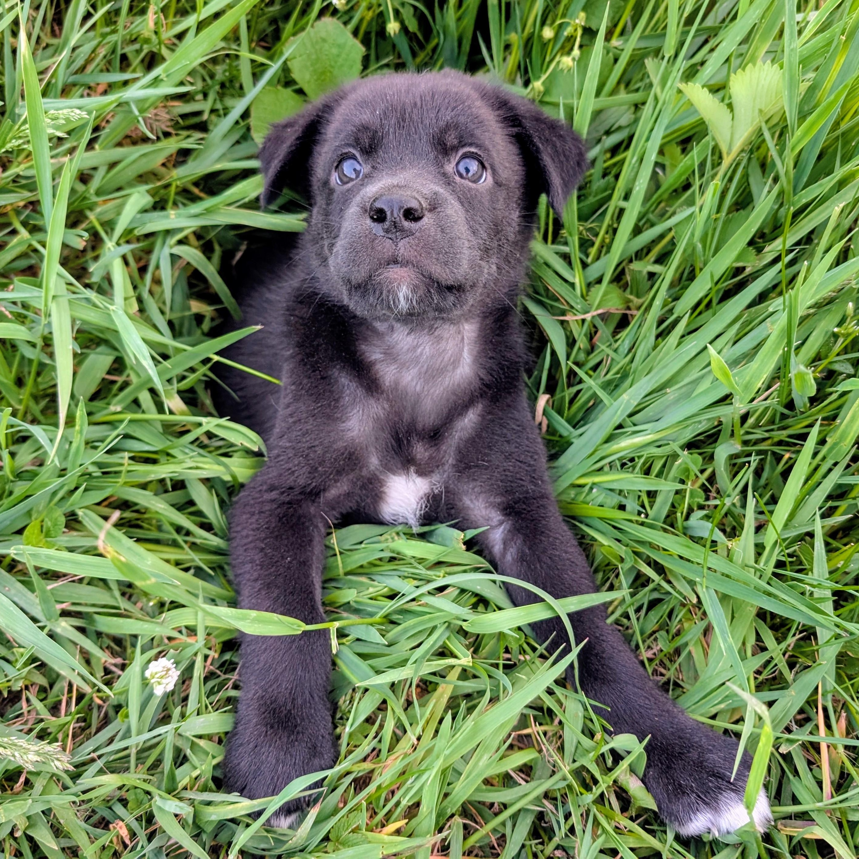 Memphis, a ADOPTABLE mixed breed in Minneapolis, MN image 4/6