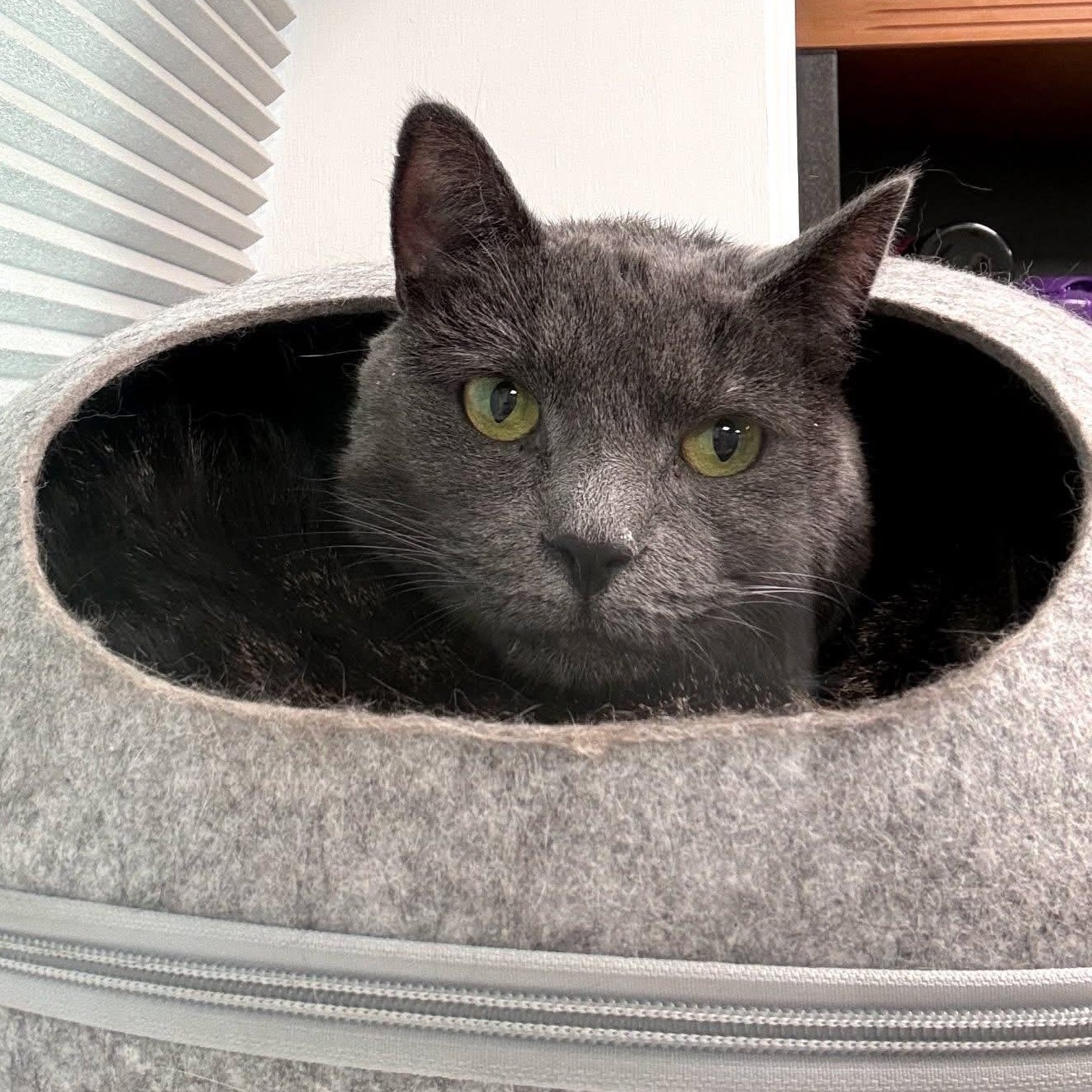 Enlarge HARPER & OLIVER, a ADOPTABLE Domestic Short Hair in Schnecksville, PA image 3/4