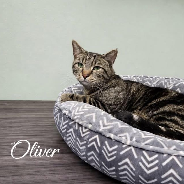 Enlarge HARPER & OLIVER, a ADOPTABLE Domestic Short Hair in Schnecksville, PA image 4/4