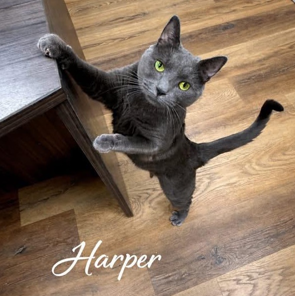 HARPER & OLIVER, ADOPTABLE, Young Female Domestic Short Hair.