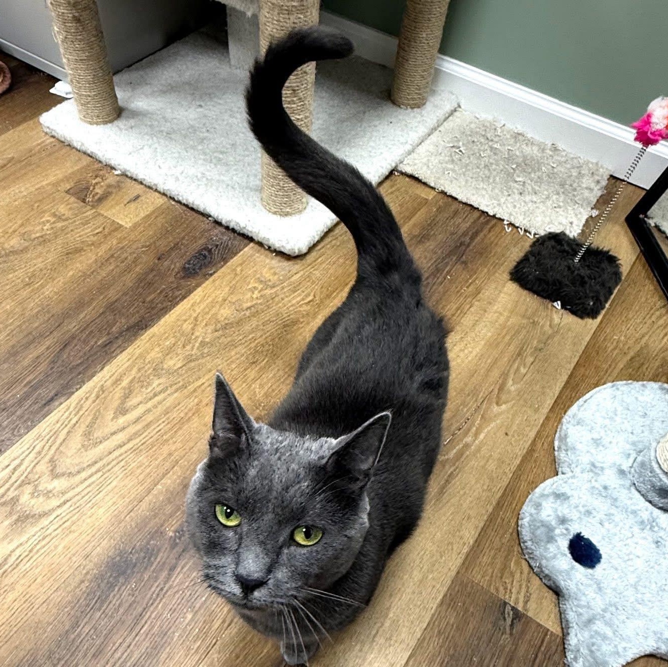 Enlarge HARPER & OLIVER, a ADOPTABLE Domestic Short Hair in Schnecksville, PA image 2/4