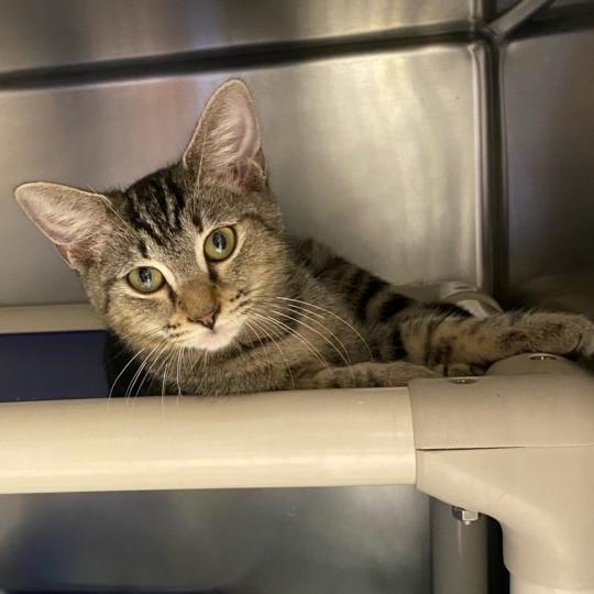 Pebbles, Adoptable, Young Female Domestic Short Hair.