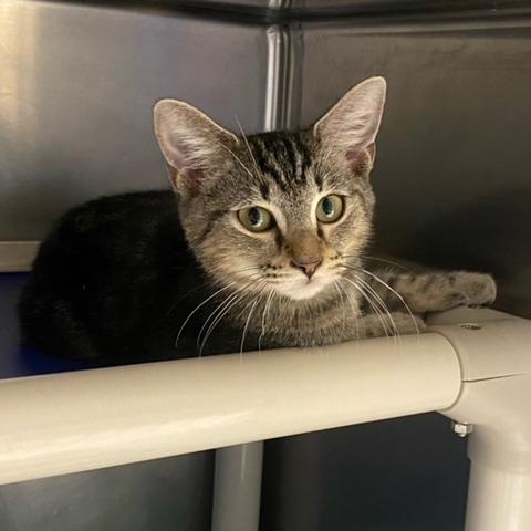 Enlarge Pebbles, a Adoptable mixed breed in Newport, NC image 2/5