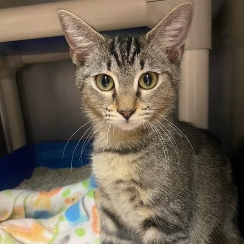 Enlarge Pebbles, a Adoptable mixed breed in Newport, NC image 3/5