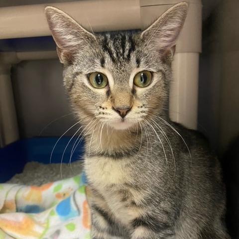 Enlarge Pebbles, a Adoptable mixed breed in Newport, NC image 5/5