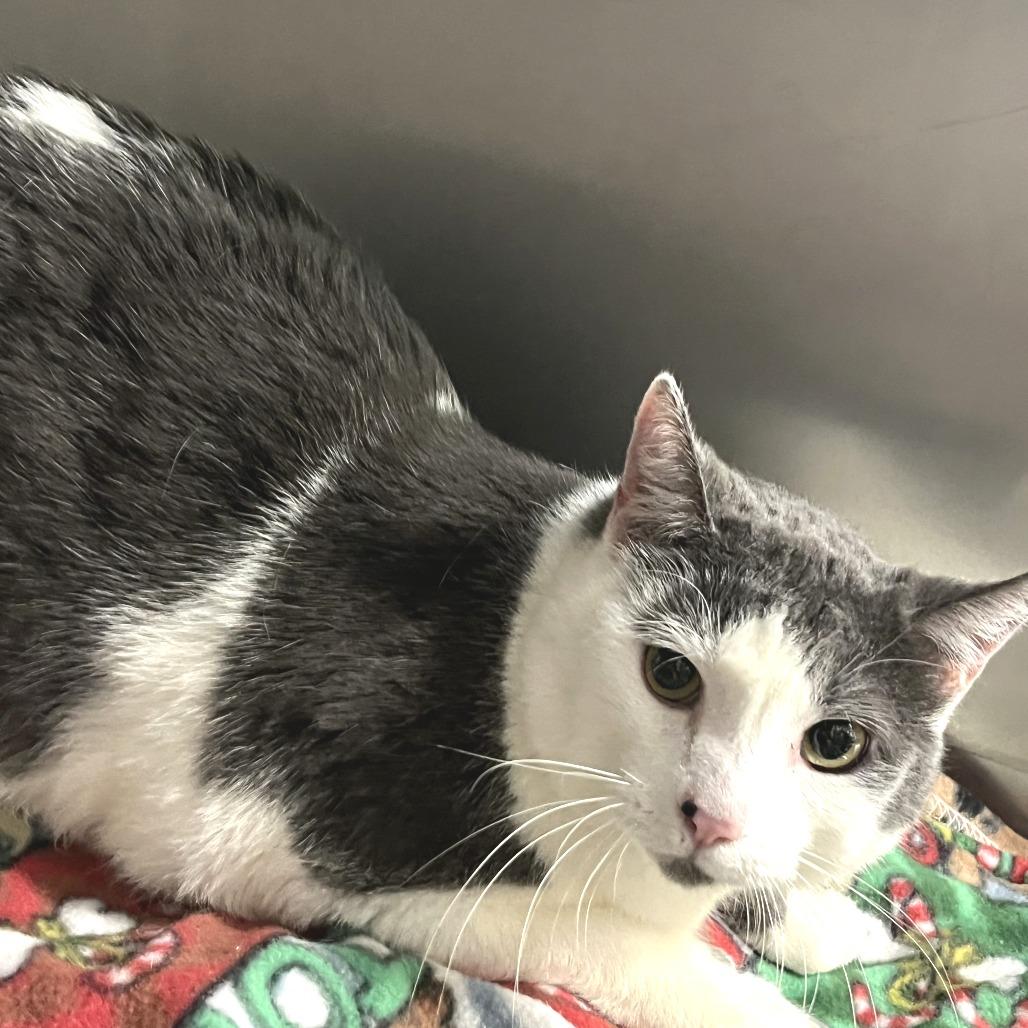 Enlarge Stingray, a Adoptable Domestic Short Hair in Idaho Falls, ID image 1/1